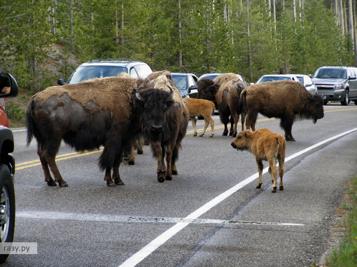 быки на дороге
